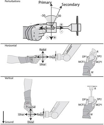 Anisotropic Psychophysical Trends in the Discrimination of Tactile Direction in a Precision Grip